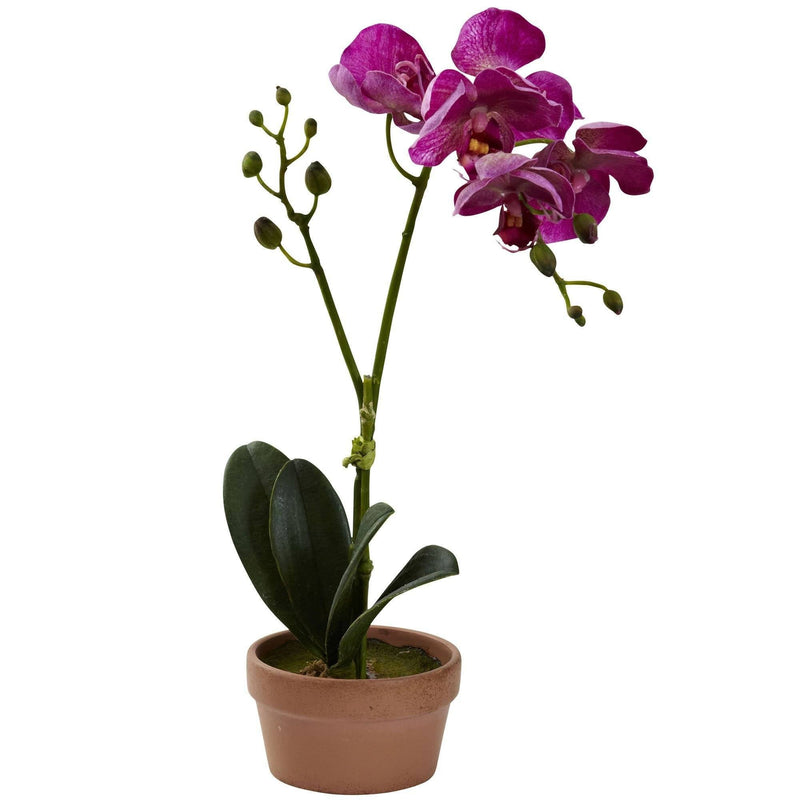 Phalaenopsis Orchid w/Clay Vase (Set of 4)