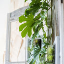 Artificial Plant Fatsia Leaf Vines 32" Long