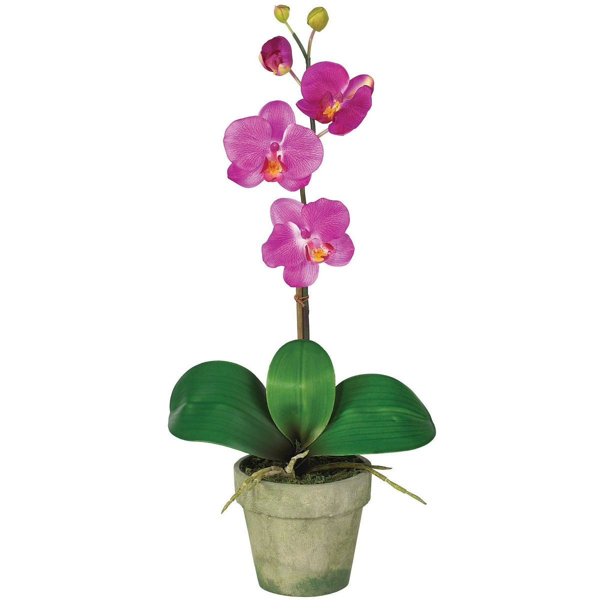 Potted Phalaenopsis (Set of 3), photo 2 of 4
