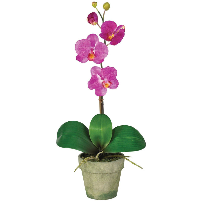 Potted Phalaenopsis (Set of 3), photo 2 of 4