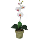 Potted Phalaenopsis (Set of 3)