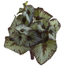 Rex Begonia Artificial Bush (Set of 12)