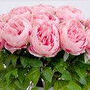 Signature Collection 20” Peony Artificial Arrangement in White  Glass Vase