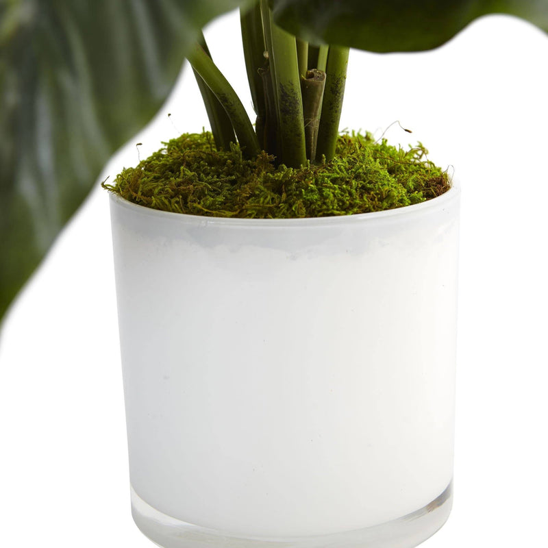 Spathifyllum in Glossy Glass Planter