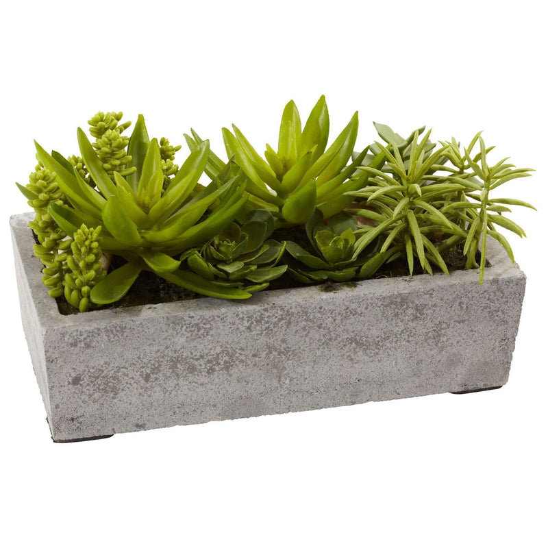 Succulent Garden w/Concrete Planter, photo 3 of 3