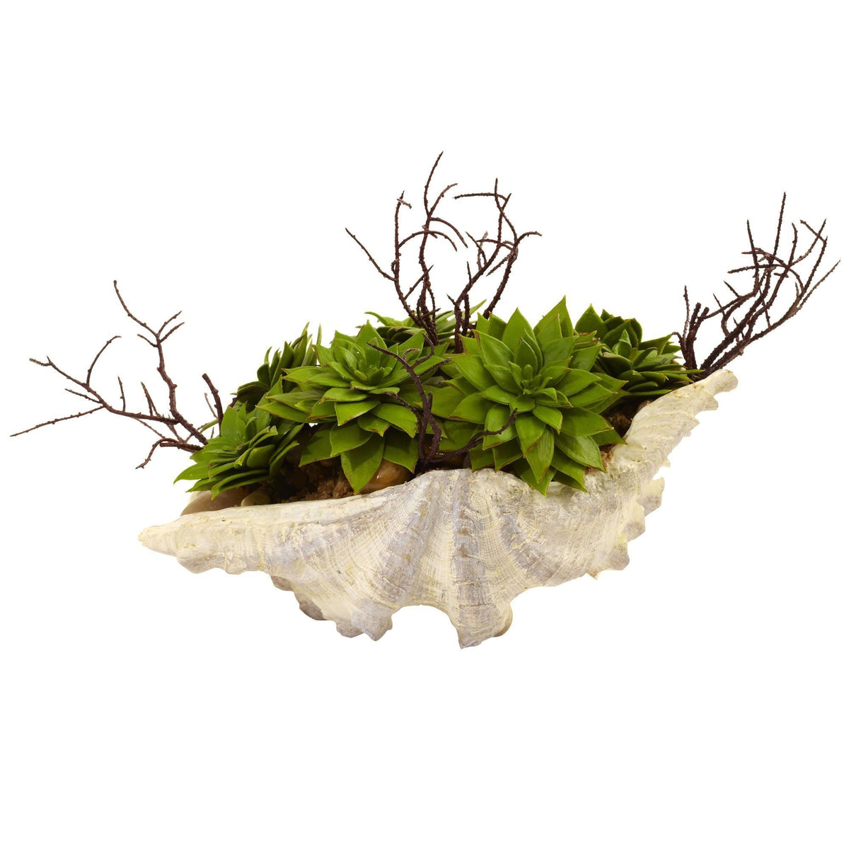 Succulent Garden w/Seashell, photo 3 of 5