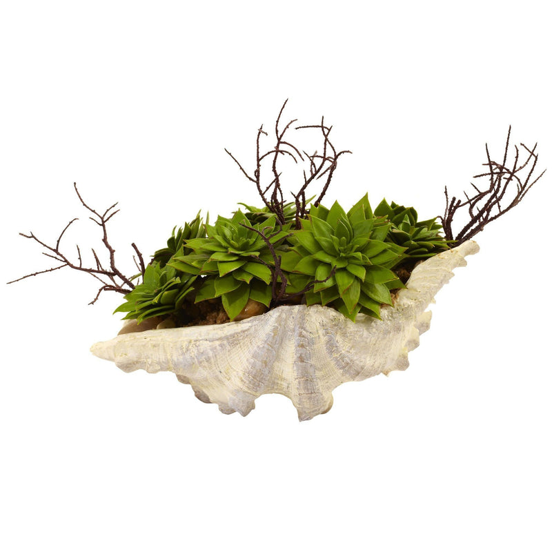 Succulent Garden w/Seashell, photo 3 of 5