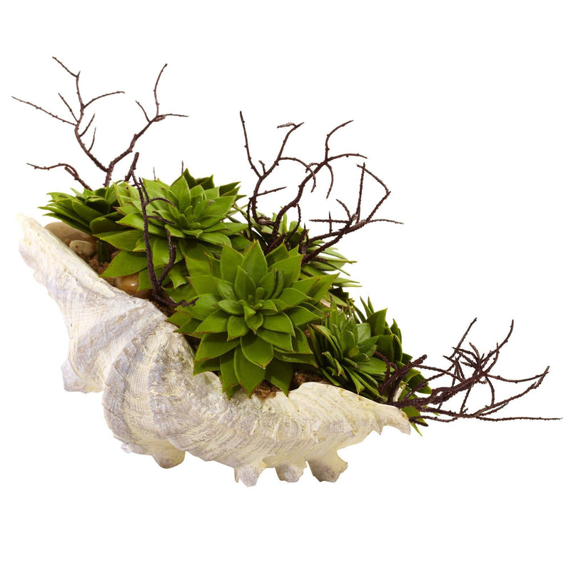 Succulent Garden w/Seashell, photo 2 of 5