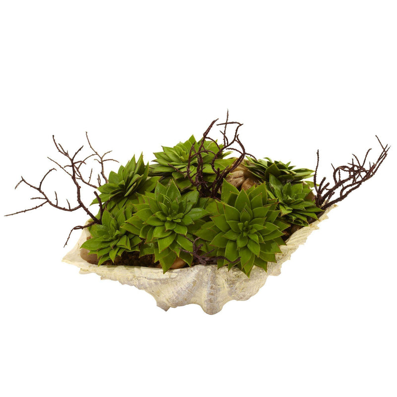 Succulent Garden w/Seashell, photo 4 of 5