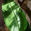 Artificial Silk Travelers Palm Tree In Pot