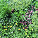 Sample Panel – Country Fern Vertical Garden (Small Sample) by Designer Plants USA