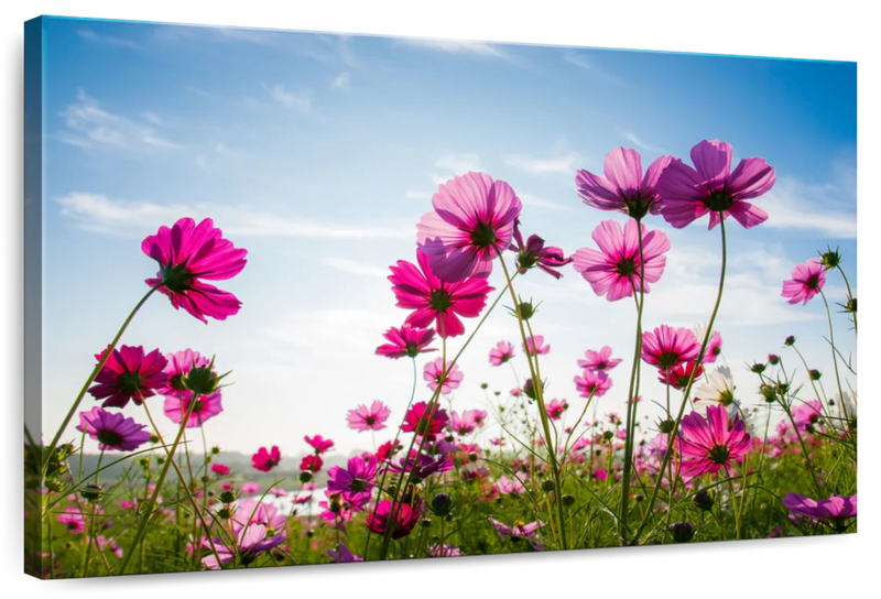 Wild Cosmos Flowers Wall Art