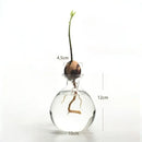 Clear glass avocado seed starter hydroponic vase for kitchen windowsills by Decorbites