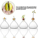 Clear glass avocado seed starter hydroponic vase for kitchen windowsills by Decorbites