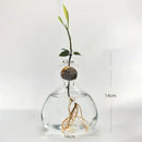 Clear glass avocado seed starter hydroponic vase for kitchen windowsills by Decorbites