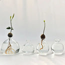 Clear glass avocado seed starter hydroponic vase for kitchen windowsills by Decorbites