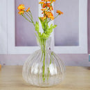 Clear glass avocado seed starter hydroponic vase for kitchen windowsills by Decorbites