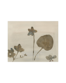 Botanical Thoughts III