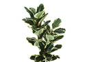 47" Tall, Artificial Plant, Oak Tree, Indoor, Faux, Fake, Floor, Greenery, Potted, Real Touch, Decorative - Green / Black