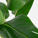 Bird of Paradise Artificial Plant 6 ft Tall Faux Banana Leaf Tree