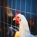 Galvanized Hardware Cloth, Chicken Wire Fence Roll For Garden And Animal Enclosures - Silver by HouseOfZazla
