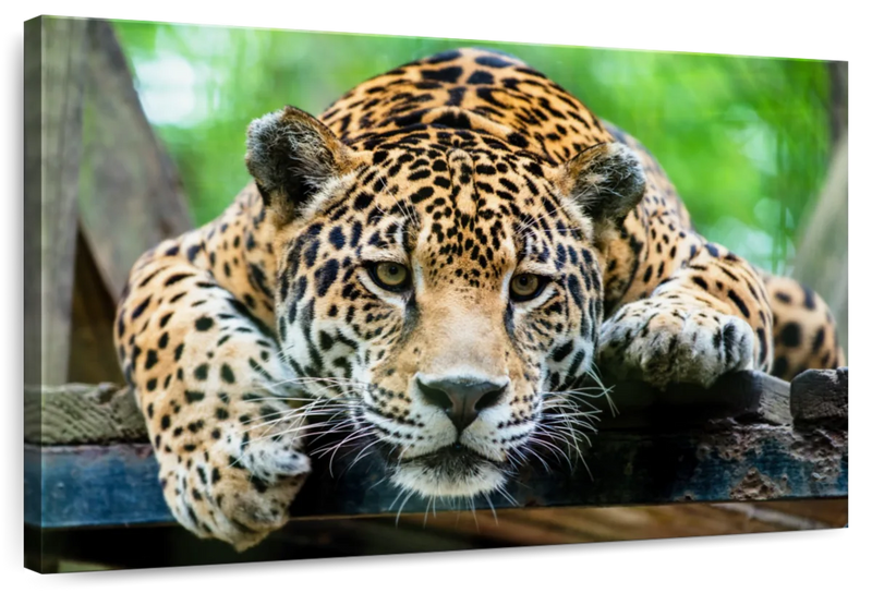 Lazy Leopard Wall Art