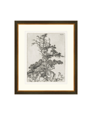 Pine Etchings 2