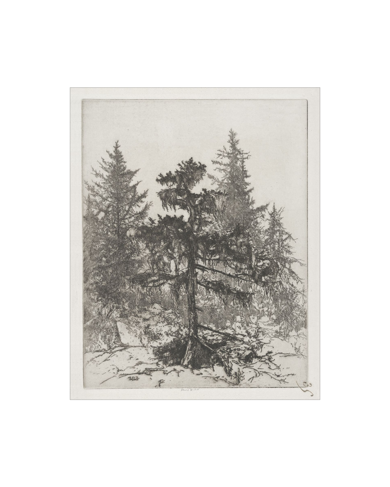 Pine Etching