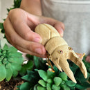 Bamboo Stag Beetle