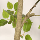 Artificial Bougainvillea Tree With Pot, Realistic Faux Flowering Plant Leaves And Blooms, Decor For Home Office - Green Leaves / Pink by HouseOfZazla