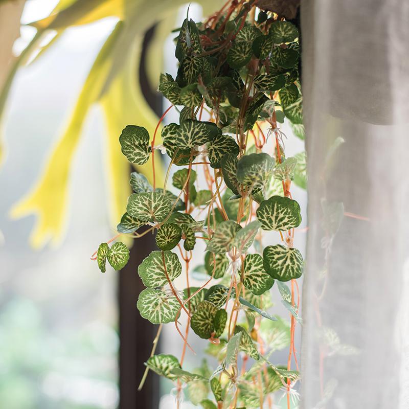 Begonia Leaf Hanging Vine 27" Long