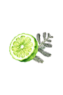 Floor Cleaner Concentrate | Bergamot & Cypress