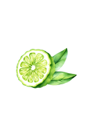 Bergamot Essential Oil