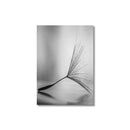 GobekUsa Black and White Dandelion Canvas Wall Art