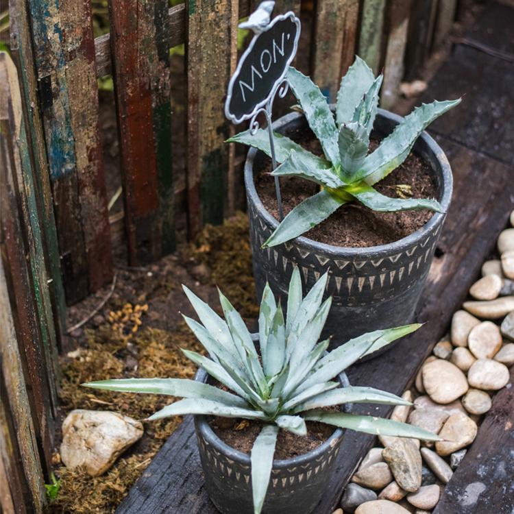 Black Pottery Cement Planter