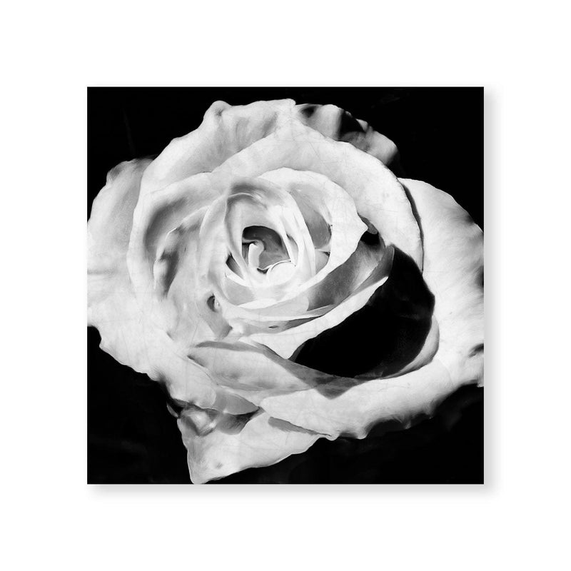 Blanc Bloom Canvas