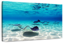 Grand Cayman Stingrays Wall Art