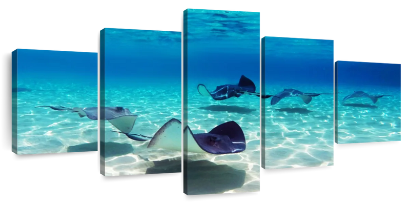 Grand Cayman Stingrays Wall Art