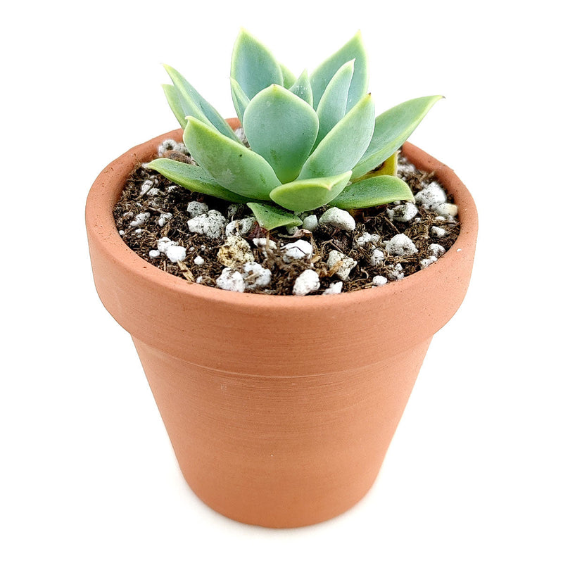 Echeveria Blue Atoll