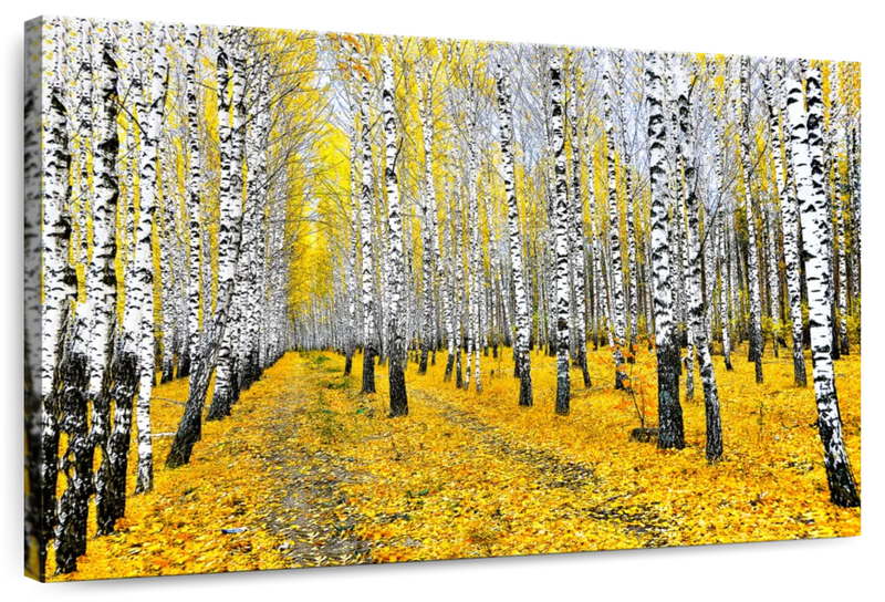 Autumn Birch Forest Trees Wall Art