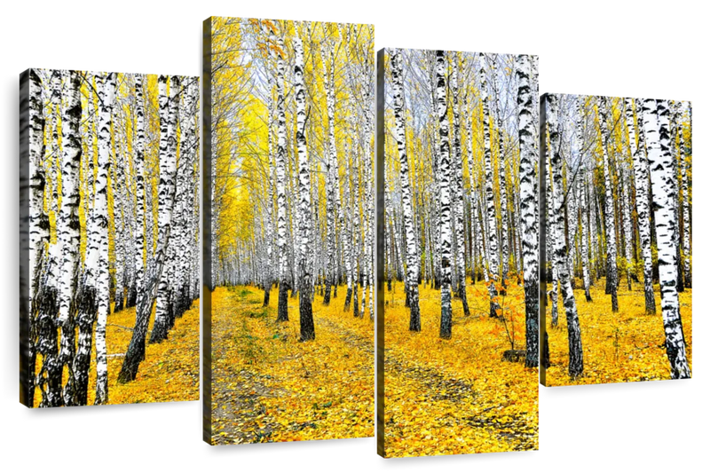 Autumn Birch Forest Trees Wall Art