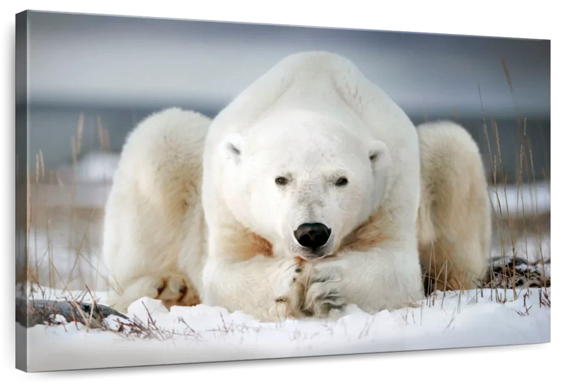 Yoga Polar Bear Wall Art