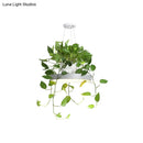 GobekUsa Brooklyn - Round Macaron Round Hanging Light Acrylic LED Pendant Lighting Fixture in Black/Grey/White with Top Plant Pot