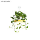 GobekUsa Brooklyn - Round Macaron Round Hanging Light Acrylic LED Pendant Lighting Fixture in Black/Grey/White with Top Plant Pot