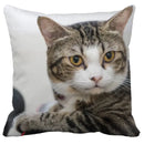 Bubble black cats white square cushion cover living room pillow case by Decorbites