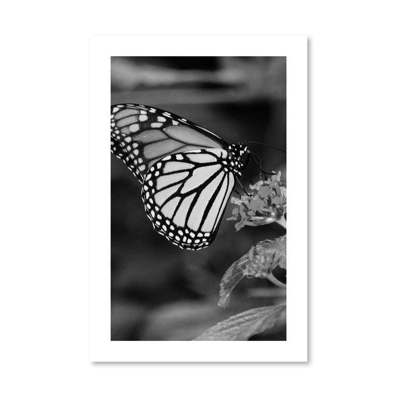 Butterfly Kisses Print