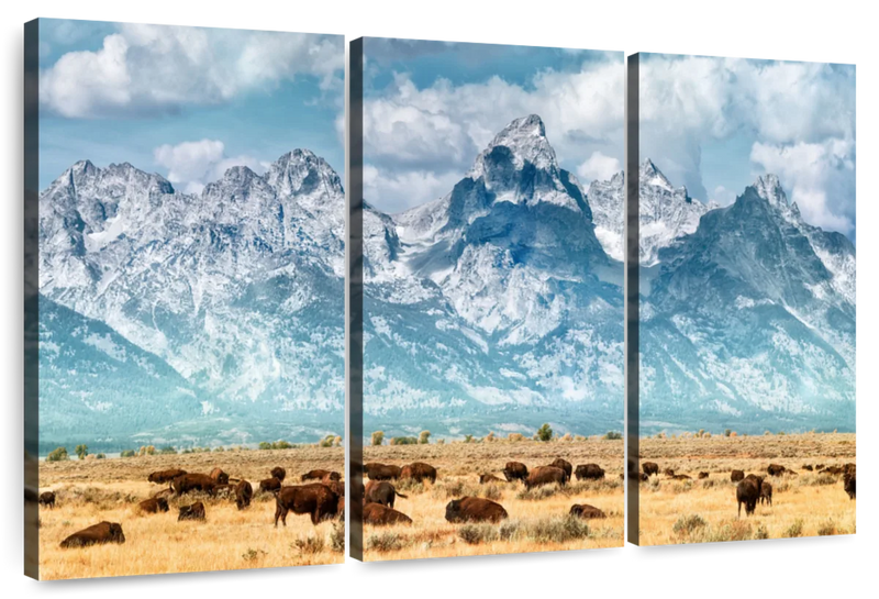 Bison Herd In Grand Teton Wall Art