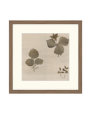 Botanical Thoughts I