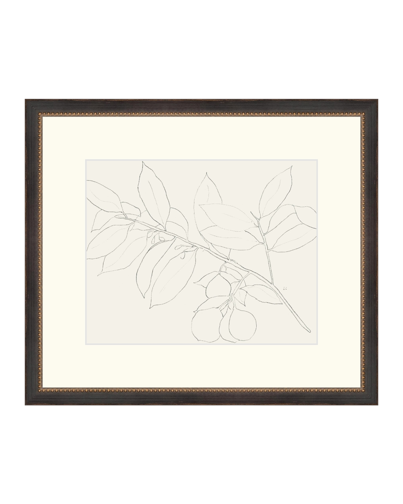 Lemon Branch Drawing
