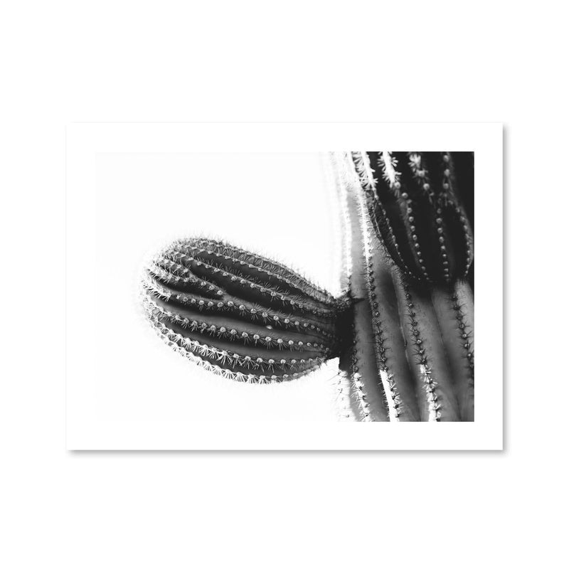 Cactus Plant Print